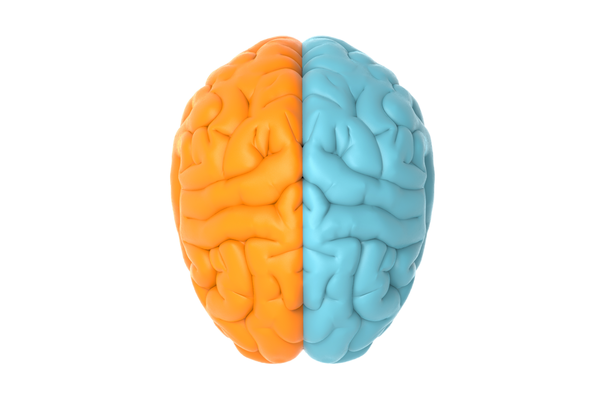 3D brain model split into orange left hemisphere and blue right hemisphere, viewed from the front