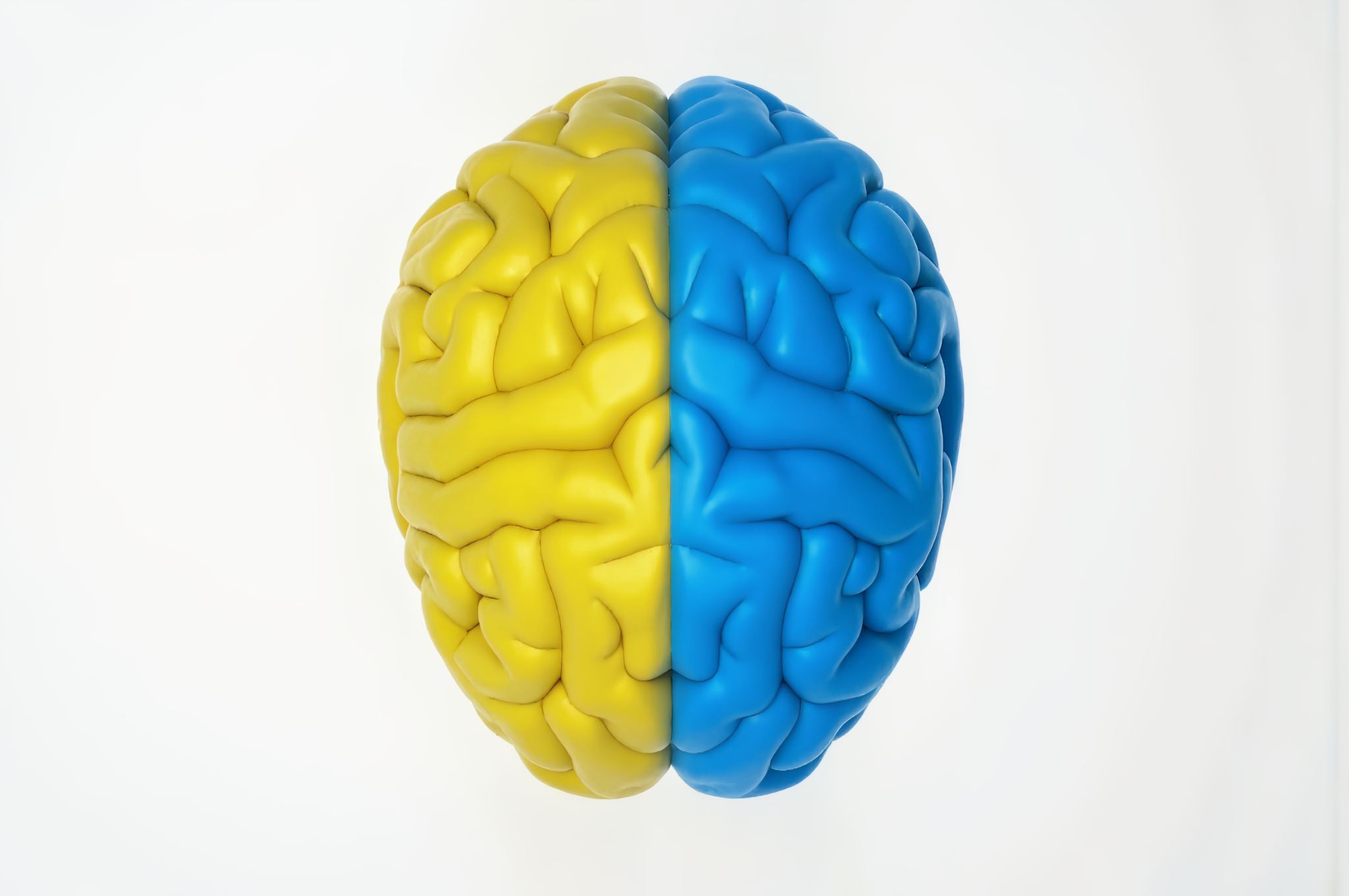 Close-up of a two-tone brain model: yellow left hemisphere and blue right hemisphere.
