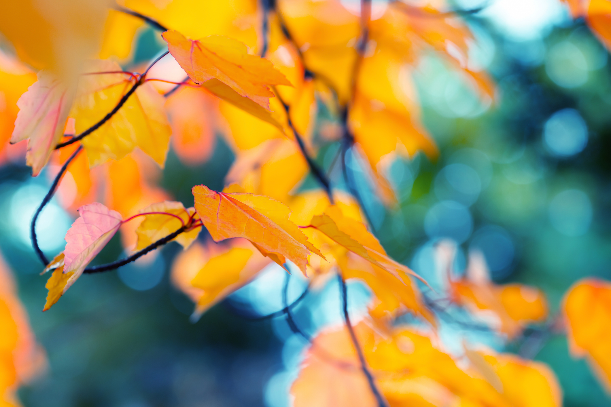 Golden autumn leaves against a softly blurred blue background