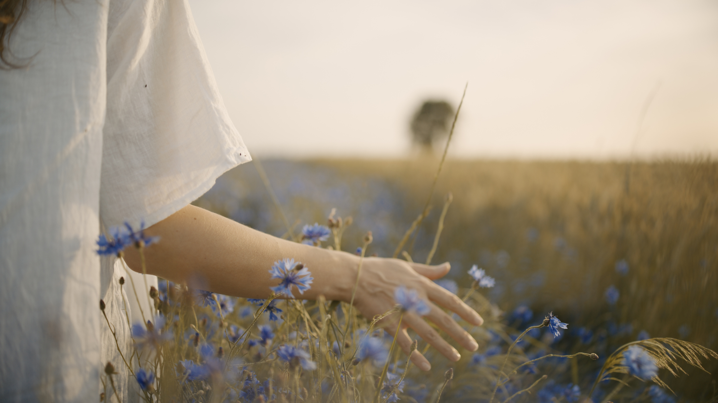 Person in a white sleeve extends an arm through blue wildflowers in a sunlit field, with a soft, hazy horizon in the background.
