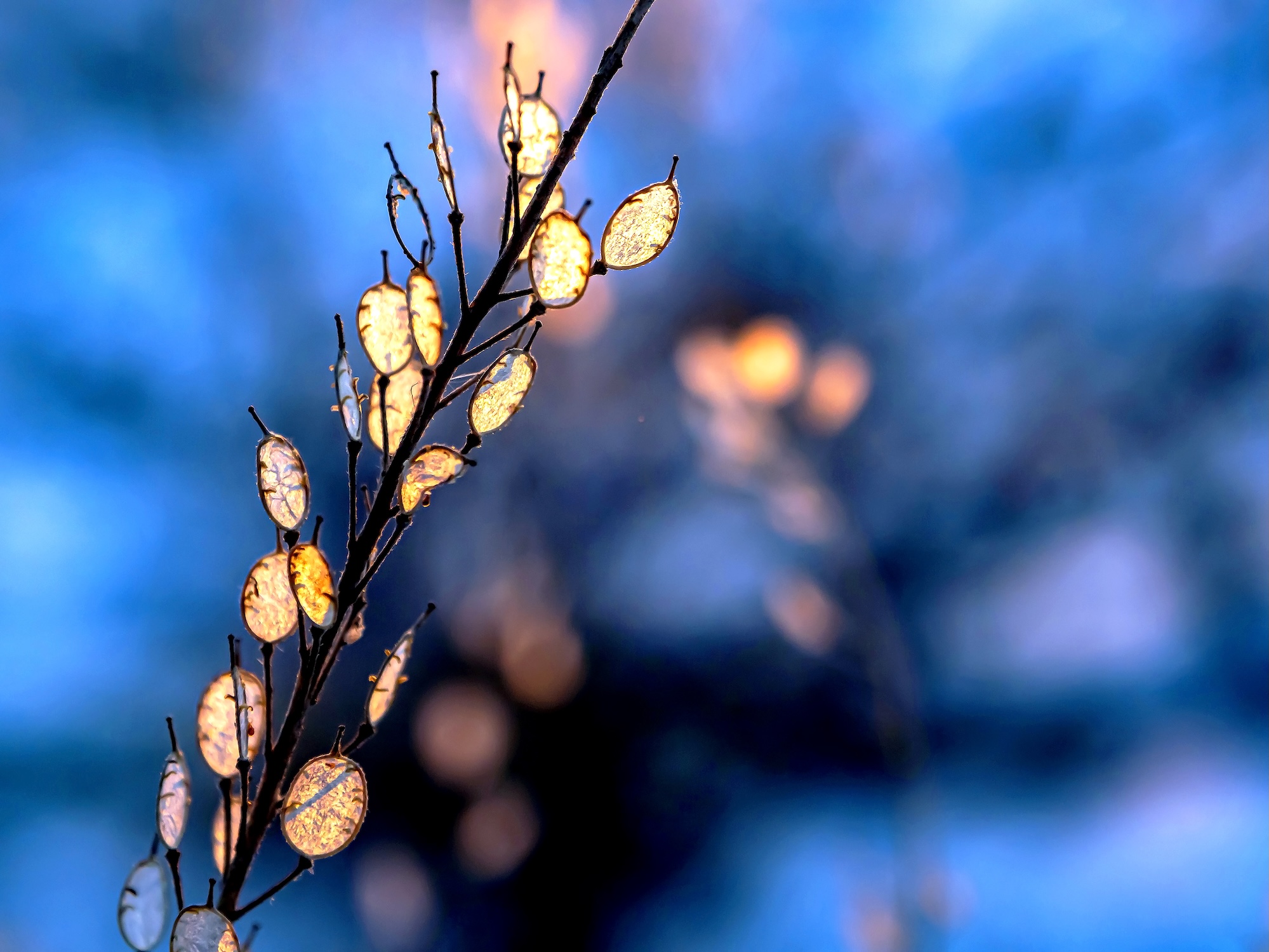 Golden seed pods glowing against a soft blue background