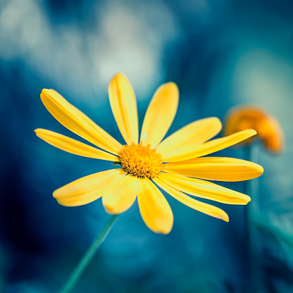Close-up of a yellow daisy against a blue bokeh background.