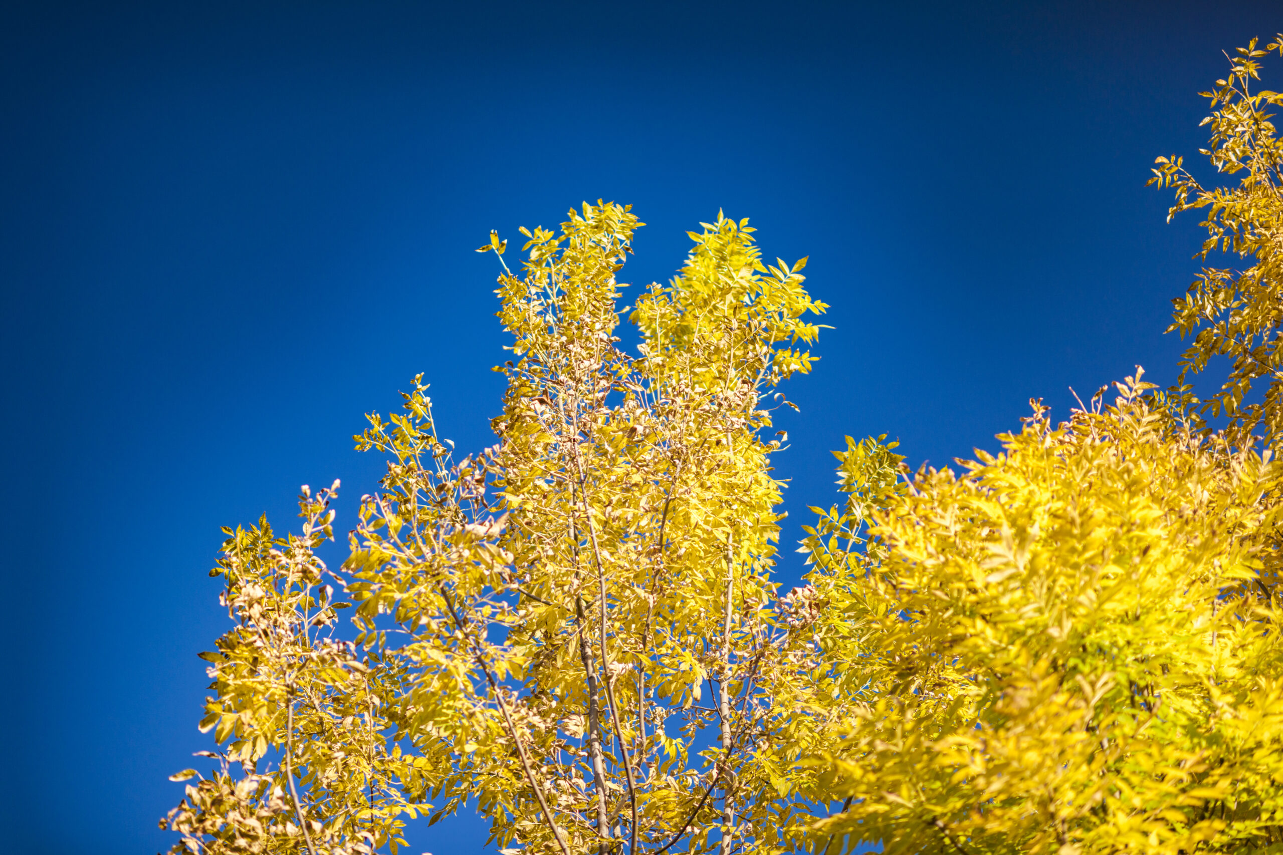 Golden treetops opening towards a deep blue sky