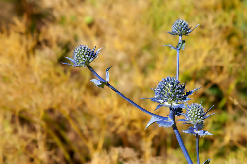 Blue globe-shaped thistle flowers on a slender stem in a sunlit dry field with a blurred golden background.