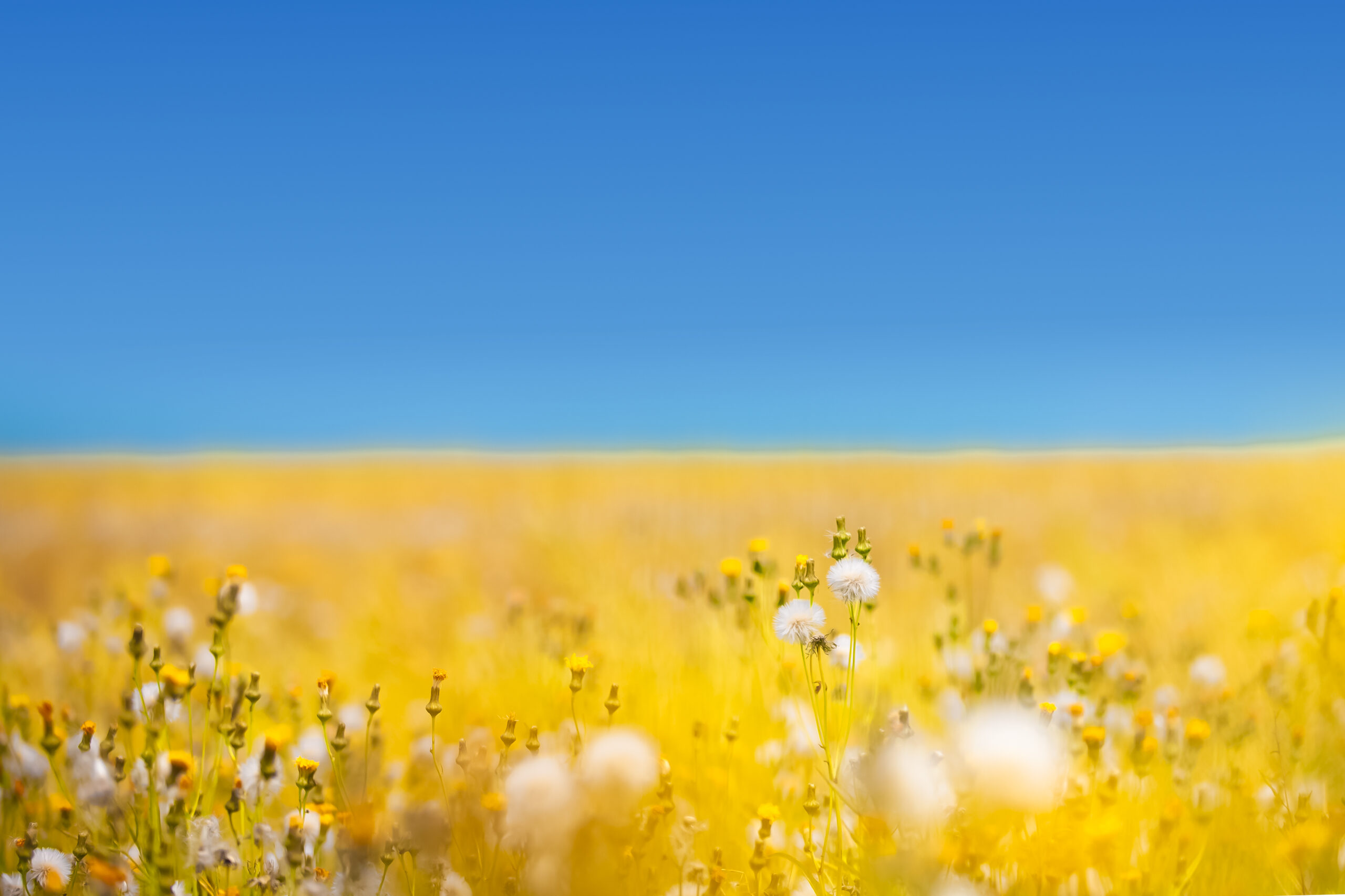 Golden meadow grasses and seed heads beneath a clear blue sky
