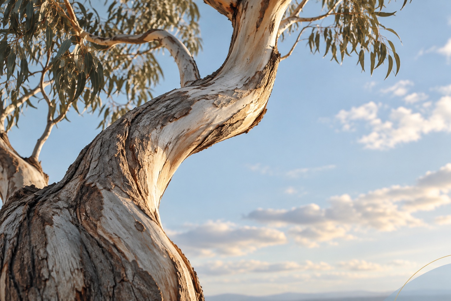 A naturally curved eucalyptus trunk reaching towards blue sky